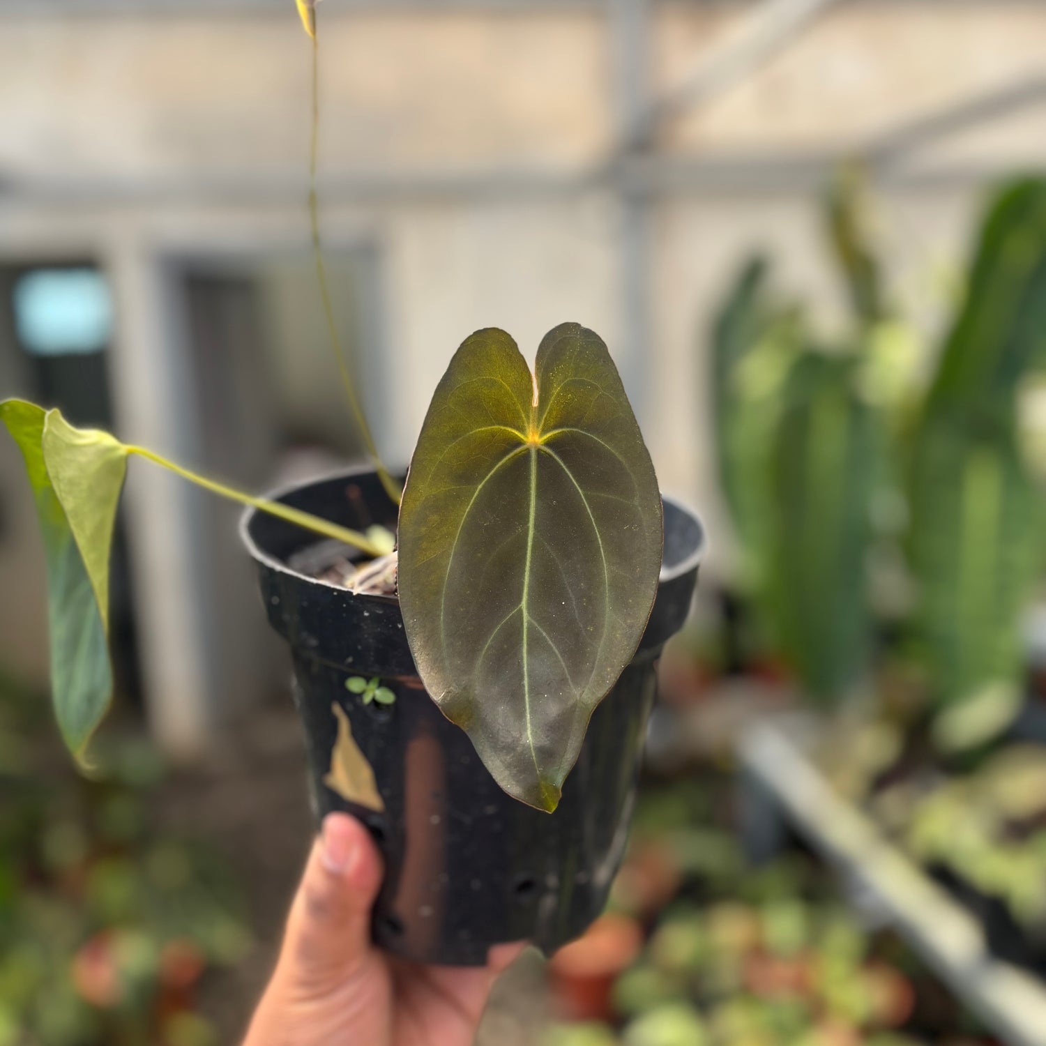 Anthurium Red Spider Seedling