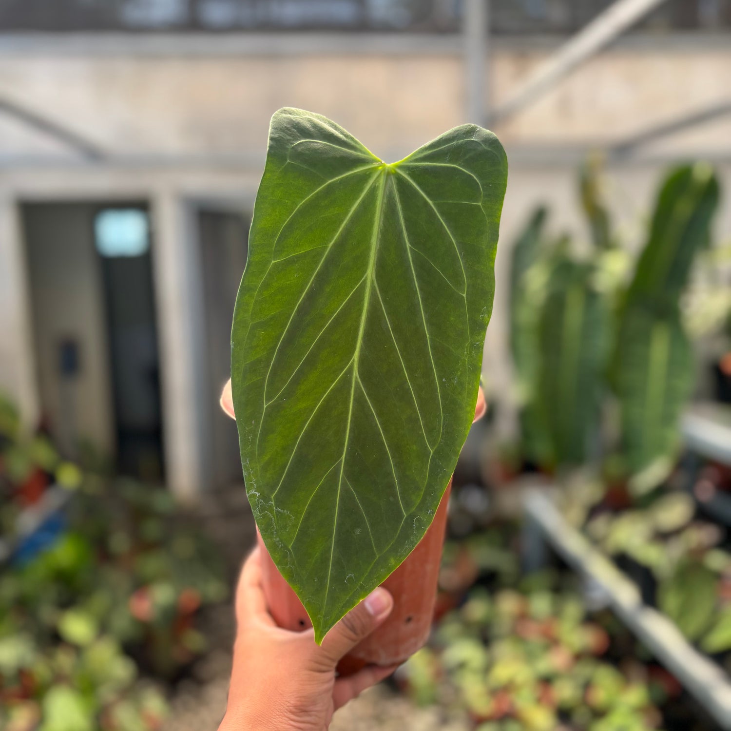 Anthurium Red Spider Seedling