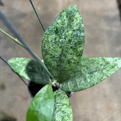 Hoya Finlaysonii Pangga
