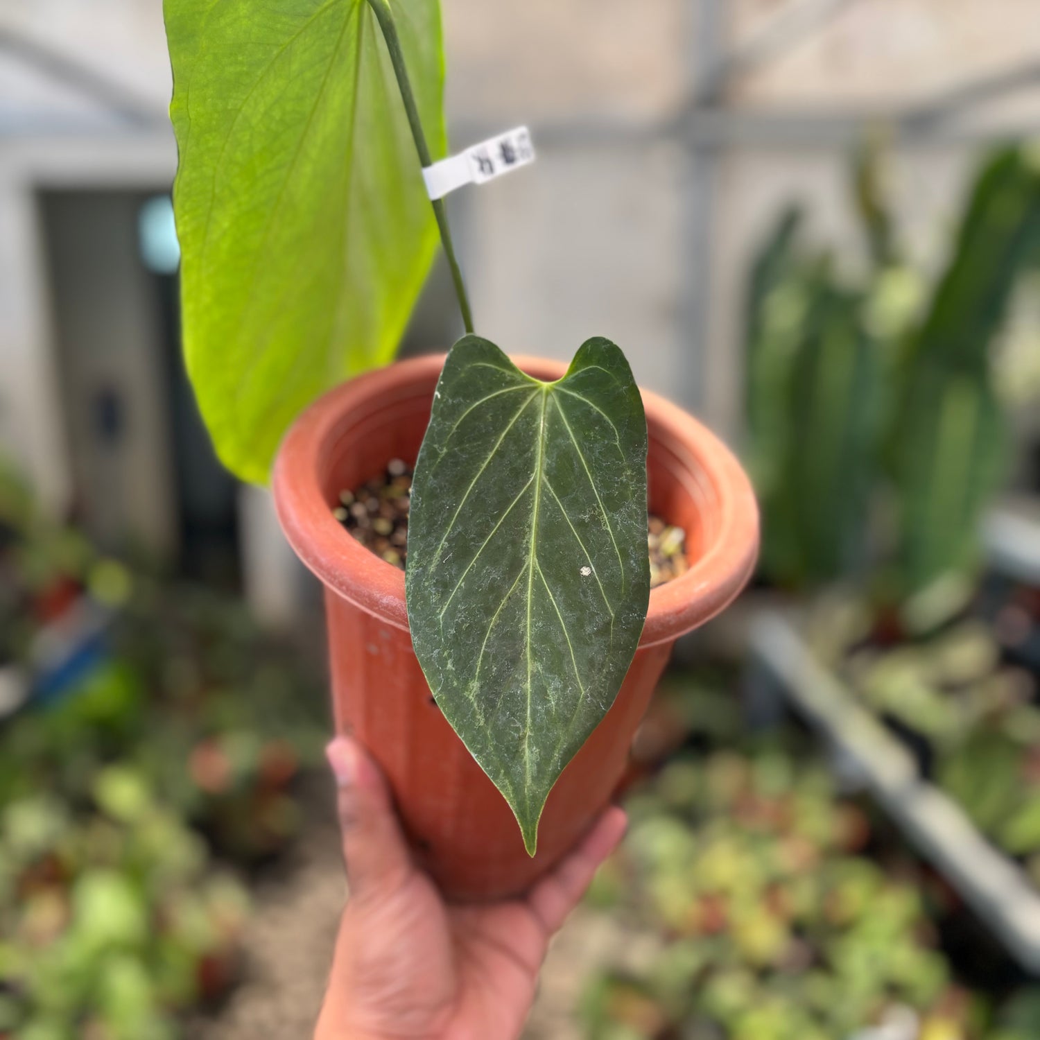 Anthurium Red Spider Seedling