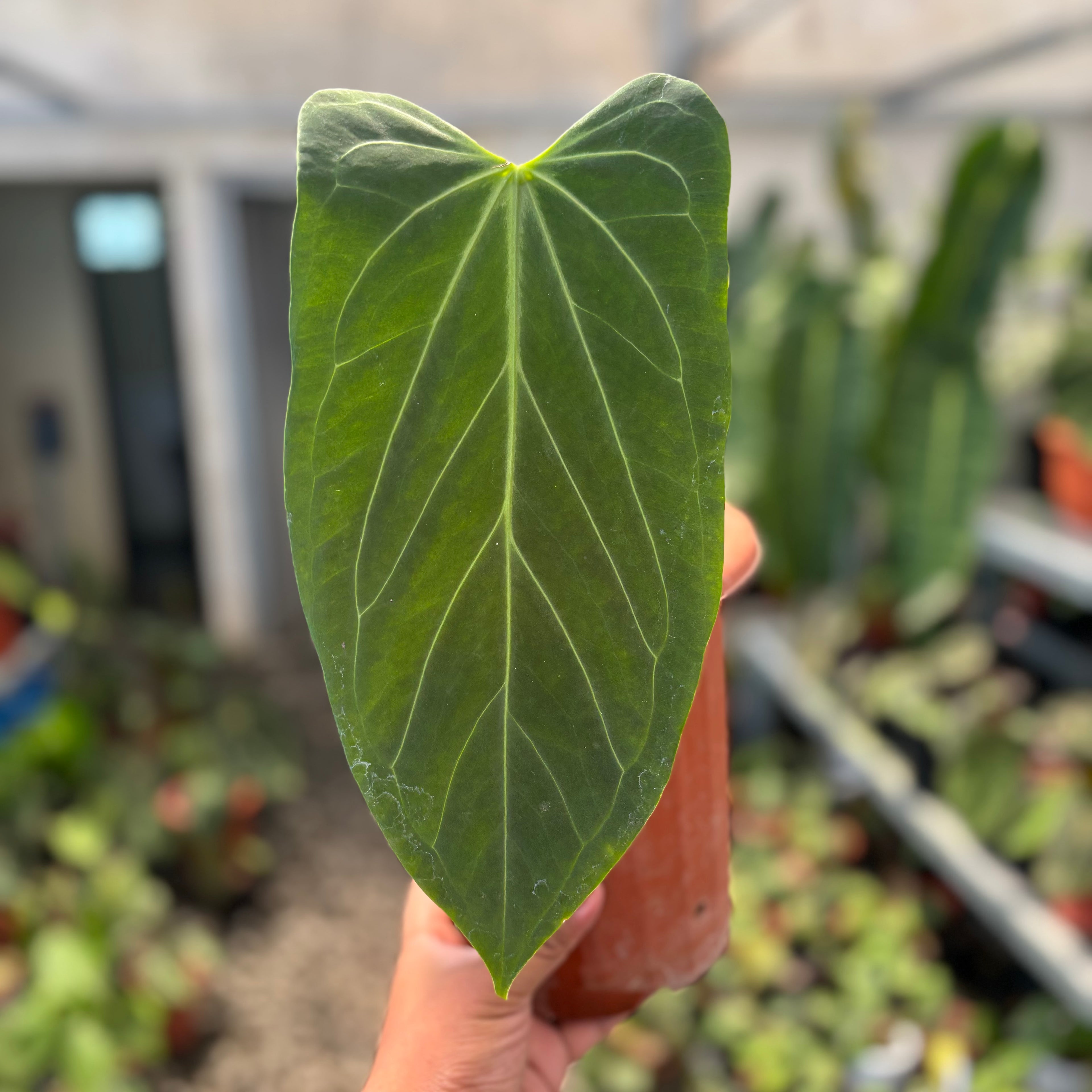 Anthurium Red Spider Seedling