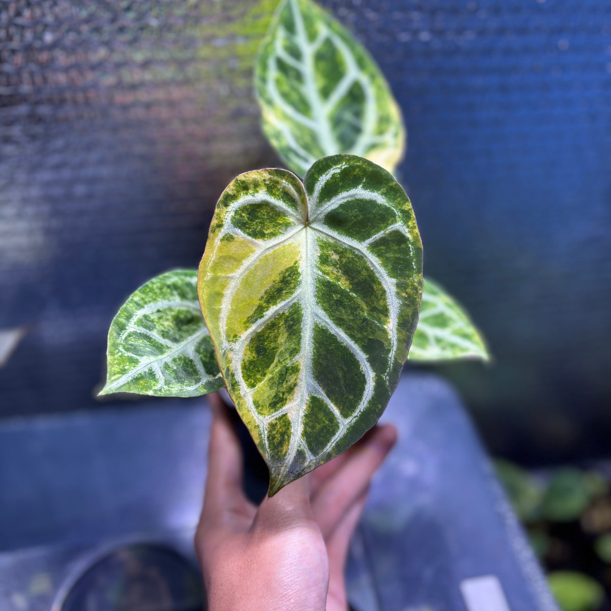 RP33-9 Anthurium Red Tiger x Michelle Variegated