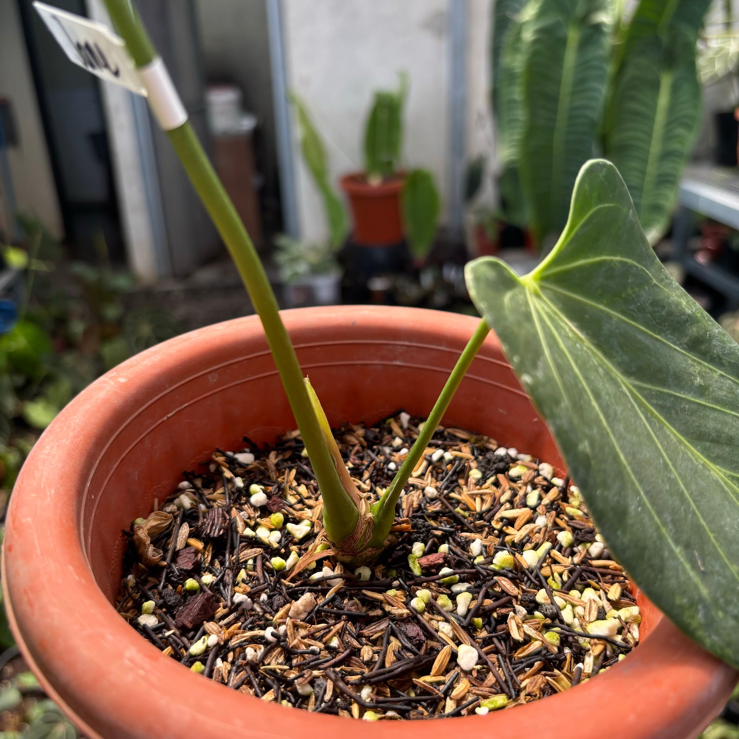 Anthurium Red Spider Seedling