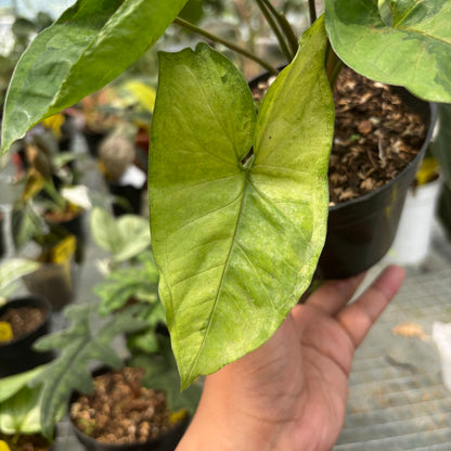 Syngonium morubay