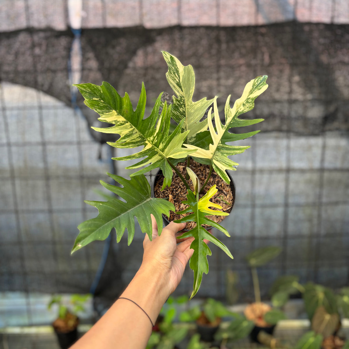 RP10-9 Philodendron Florida Beauty x Tortum Variegated