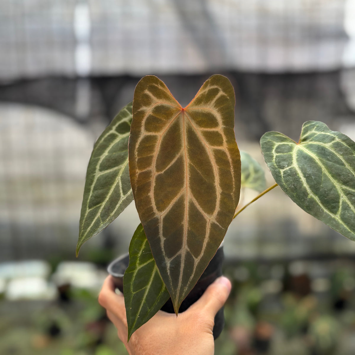 RP1-10 Anthurium BVIT x Zara Michelle