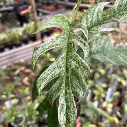 Epipremnum Pinnatum White Dagger