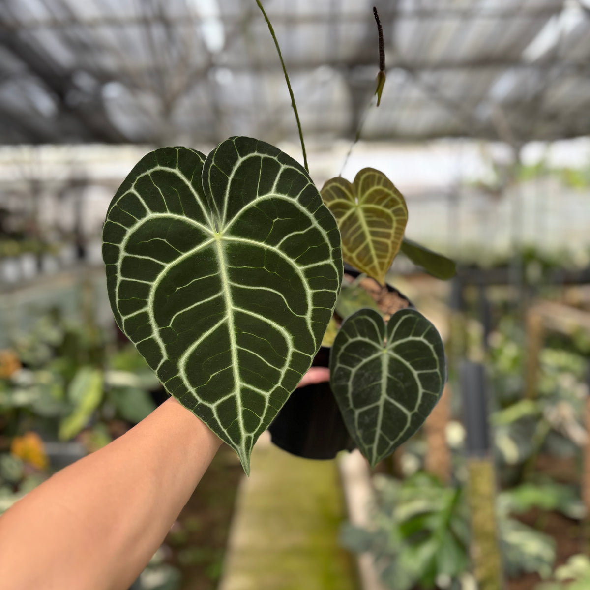 RP13-10 Anthurium Clarinervium Medium Size