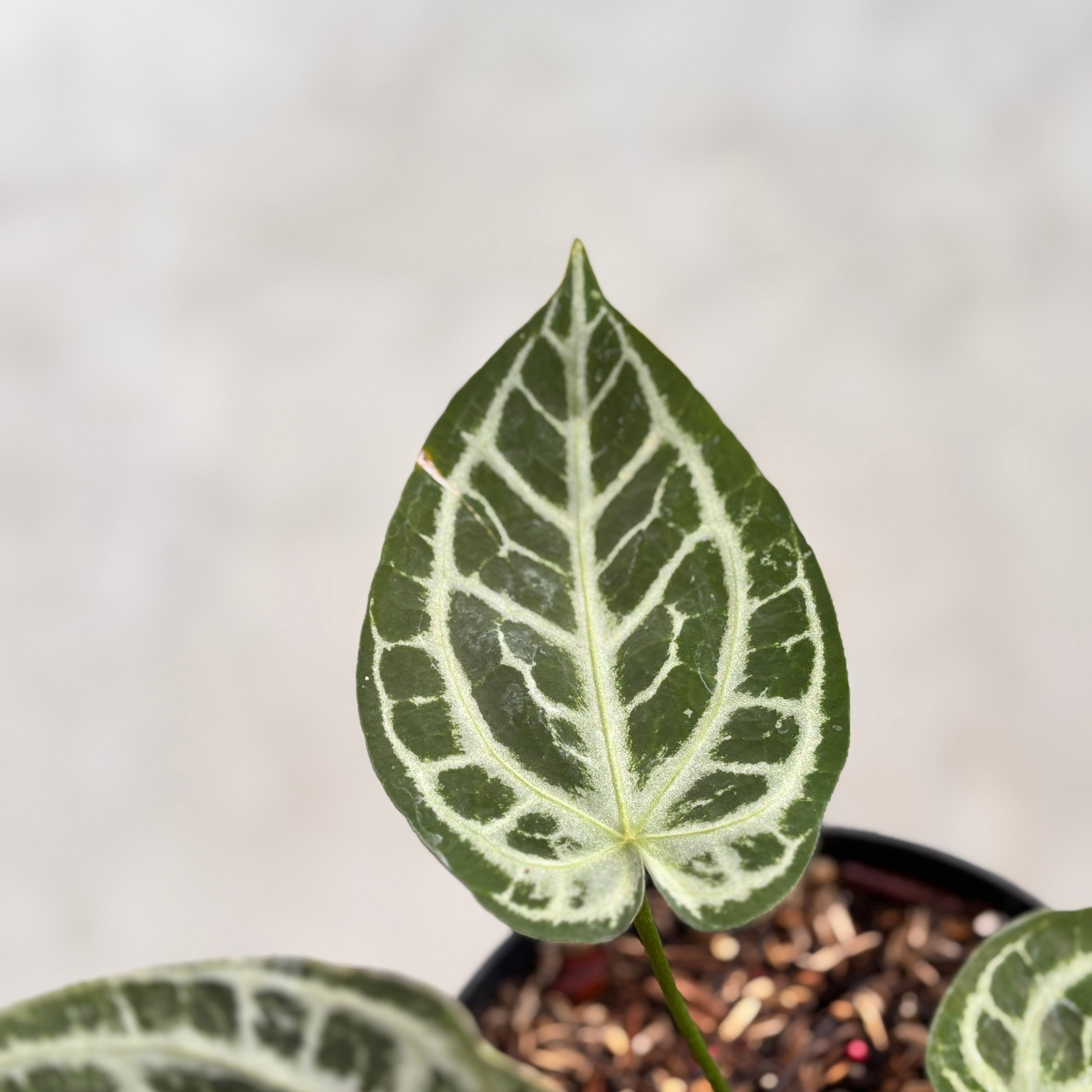 Anthurium Red Tiger Super Selected