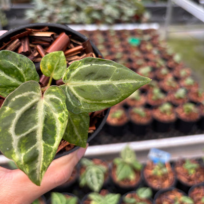 Anthurium SKG Self