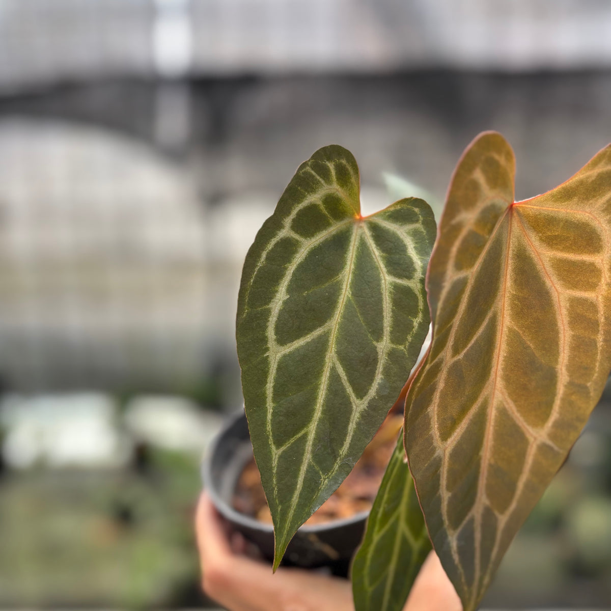 RP1-10 Anthurium BVIT x Zara Michelle