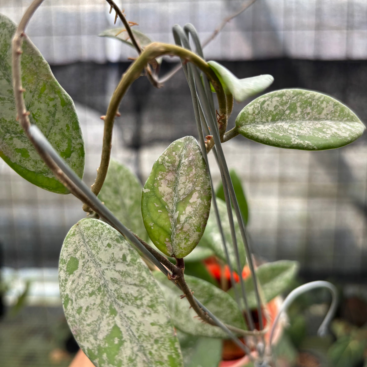 RP22-10	Hoya Carnosa Star Dust