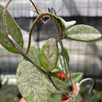 RP22-10	Hoya Carnosa Star Dust