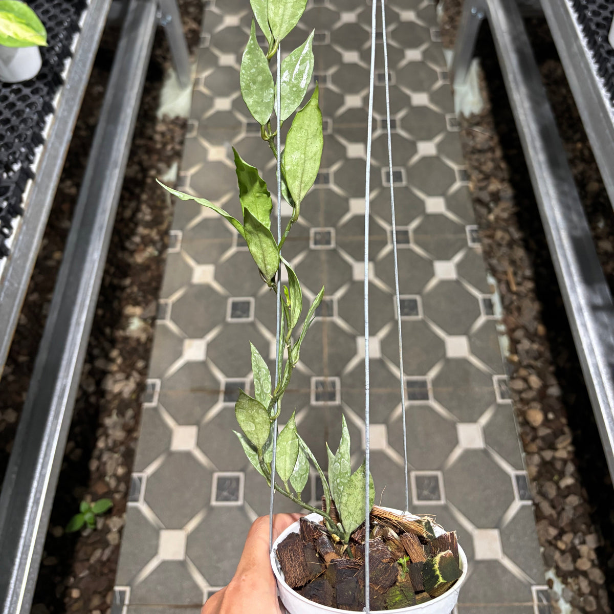 Hoya Lacunosa Katana