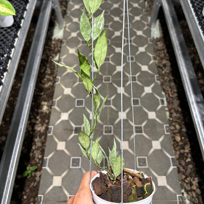 Hoya Lacunosa Katana