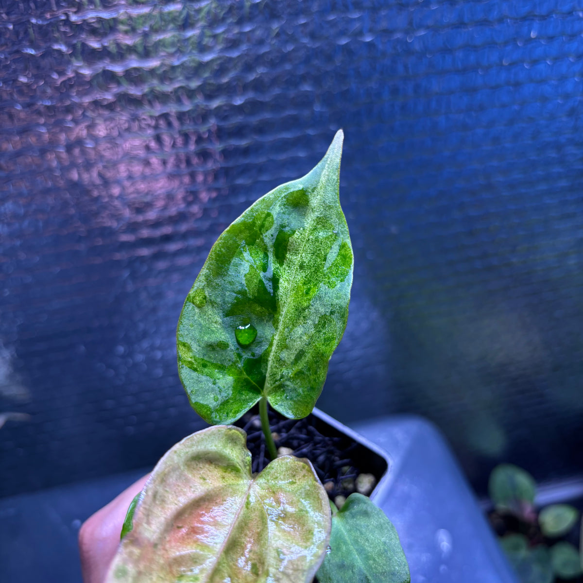 RP37-10	Anthurium Fortsherman x Darkphoenix Variegated