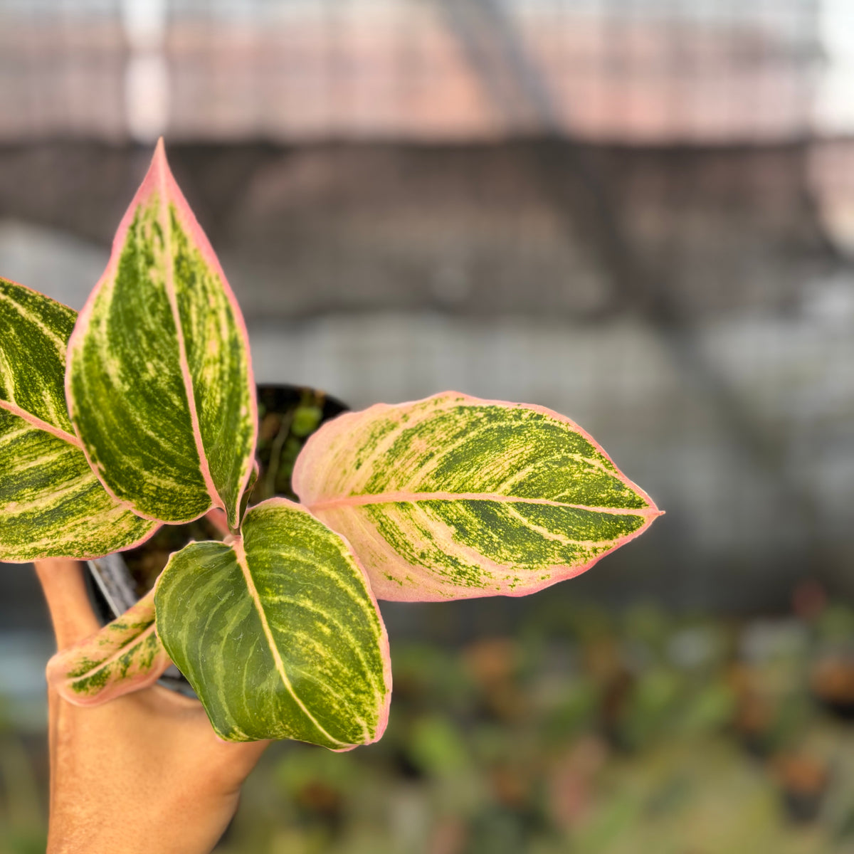 RP24-9 Aglaonema Dejavu