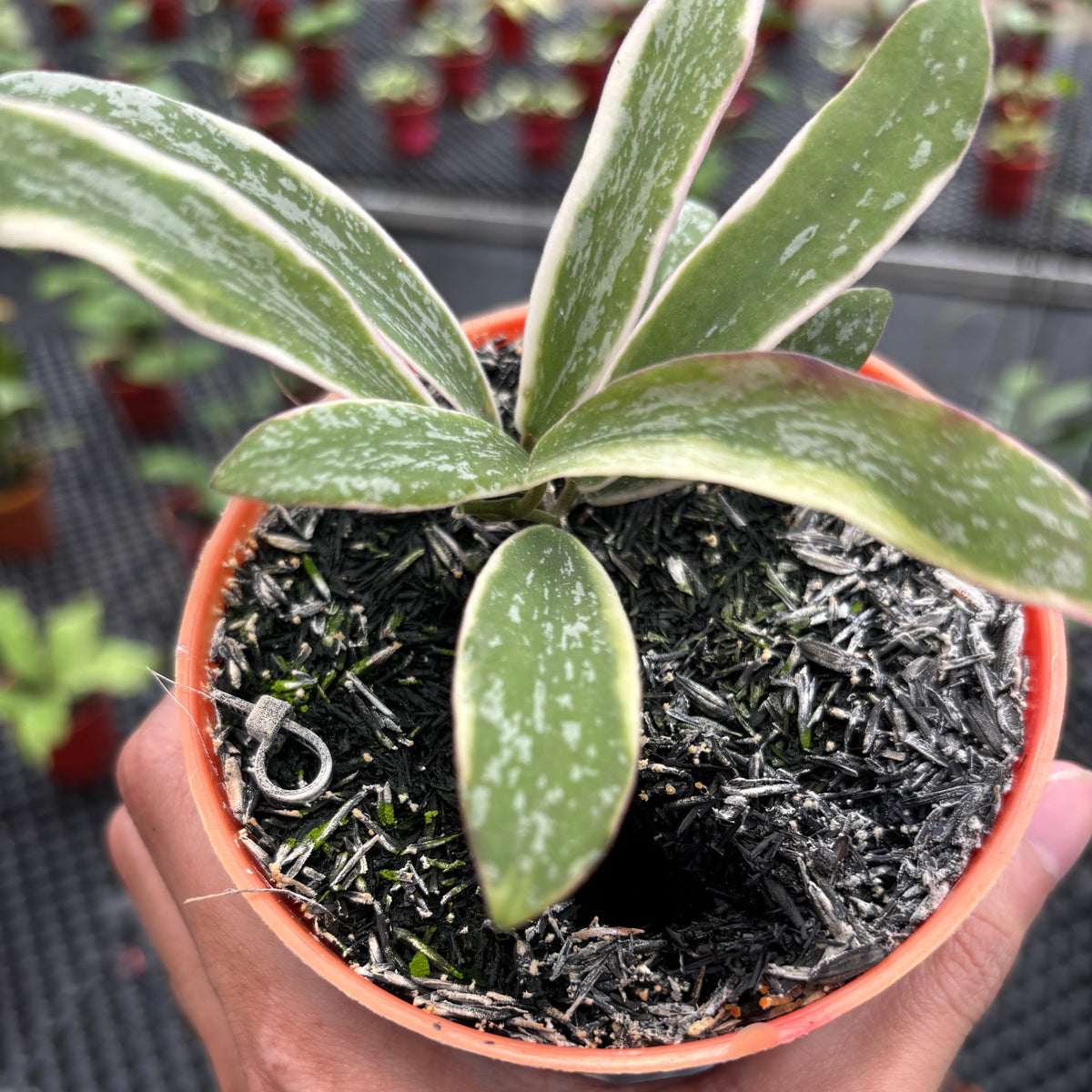 Hoya Sigillatis Albomarginata