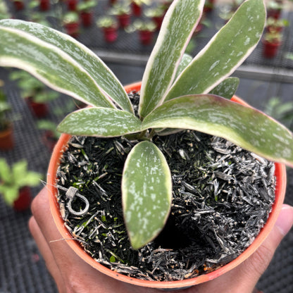 Hoya Sigillatis Albomarginata