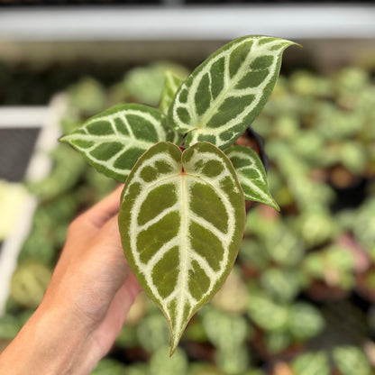 Anthurium Magnificum Silver x Red Crystallinum (HU)