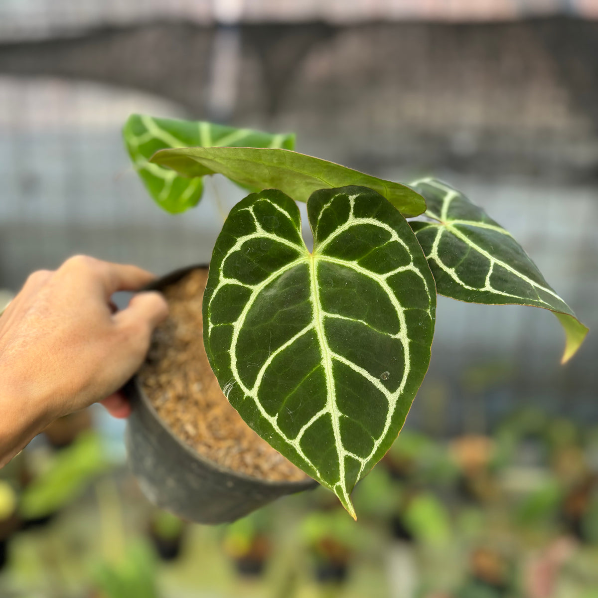 RP17-9 Anthurium Crystallinum Red Stem