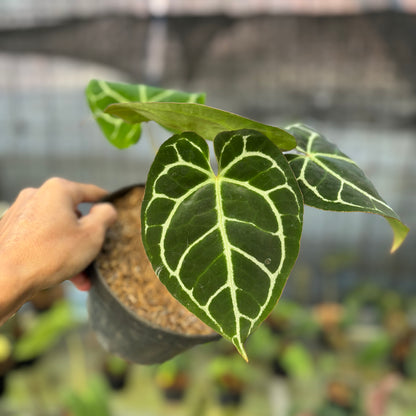 RP17-9 Anthurium Crystallinum Red Stem
