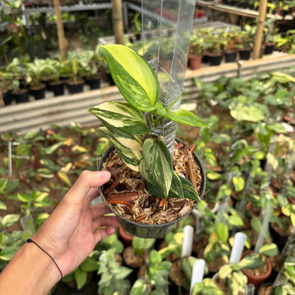 Scindapsus Moonlight Long