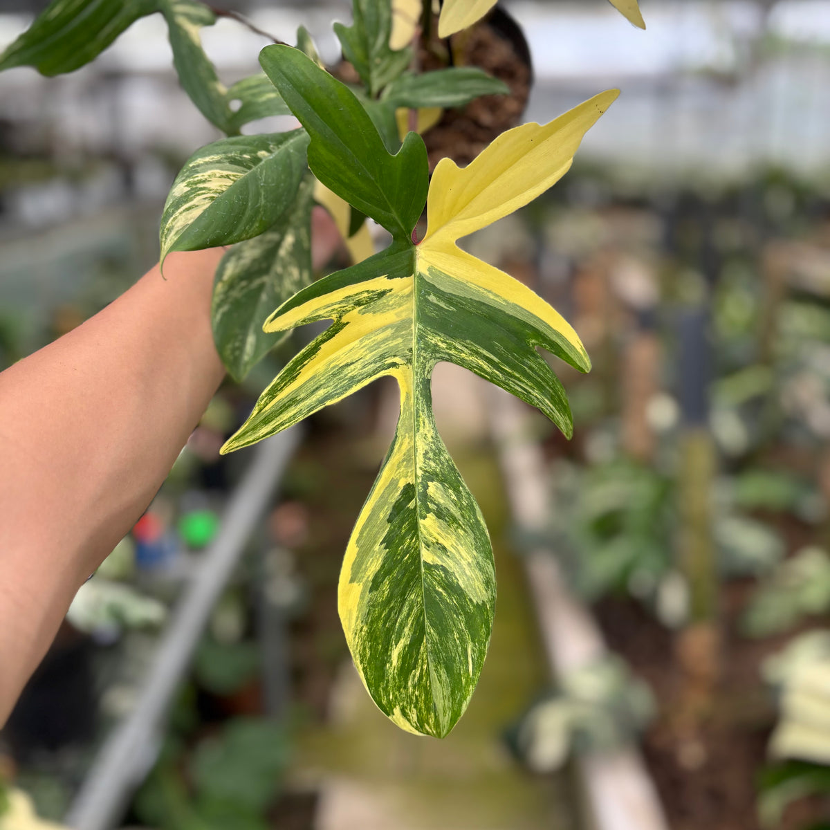 RP16-10	Philodendron Florida Beauty Mature Size