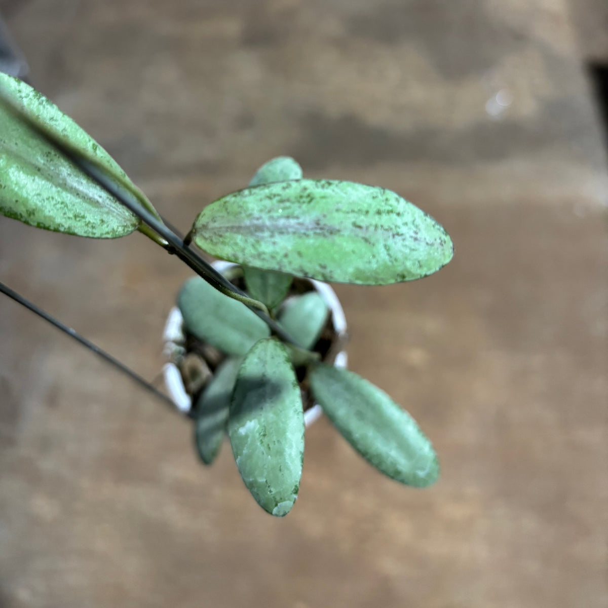 Hoya Sigillatis Moon