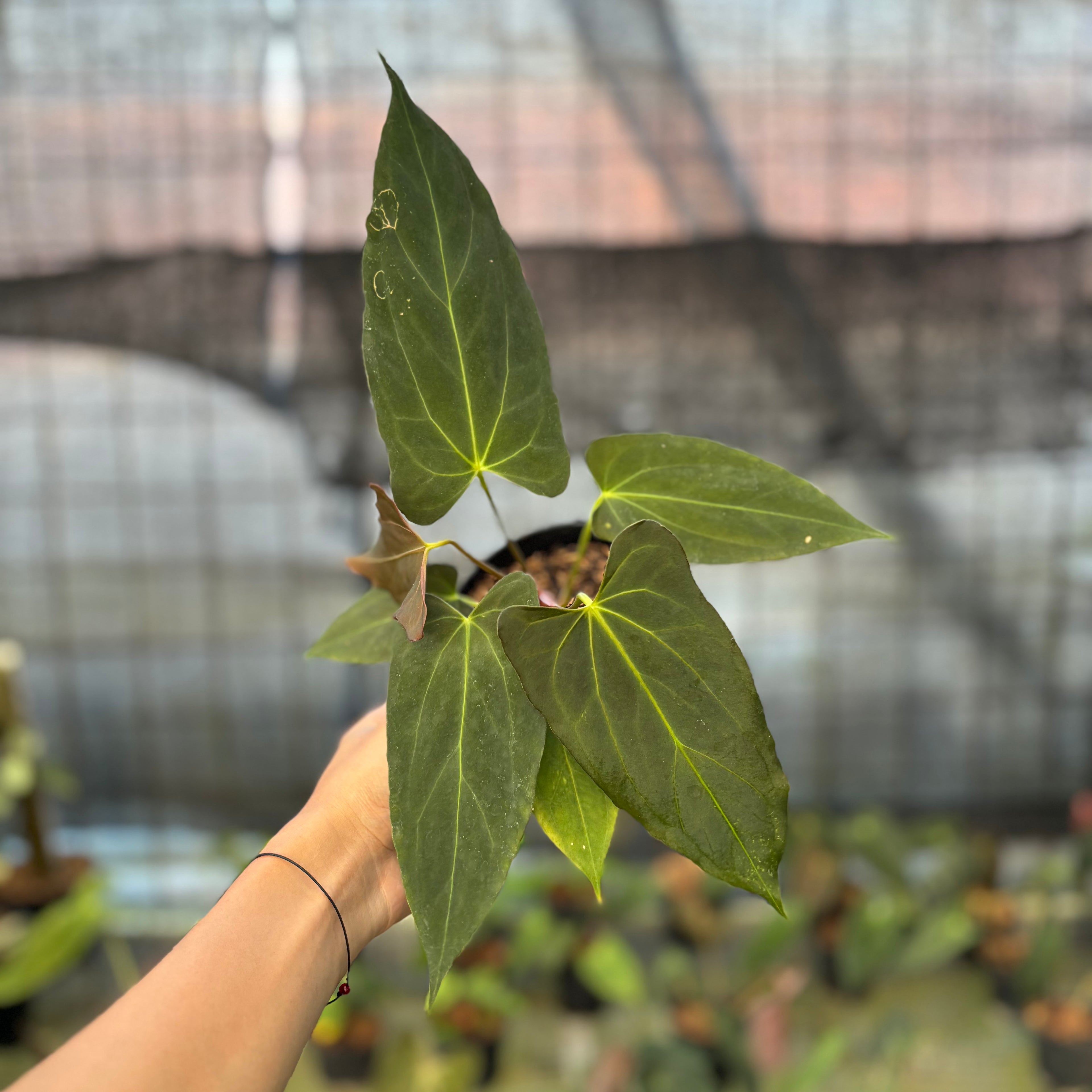 RP23-9 Anthurium Fortsherman x GOG