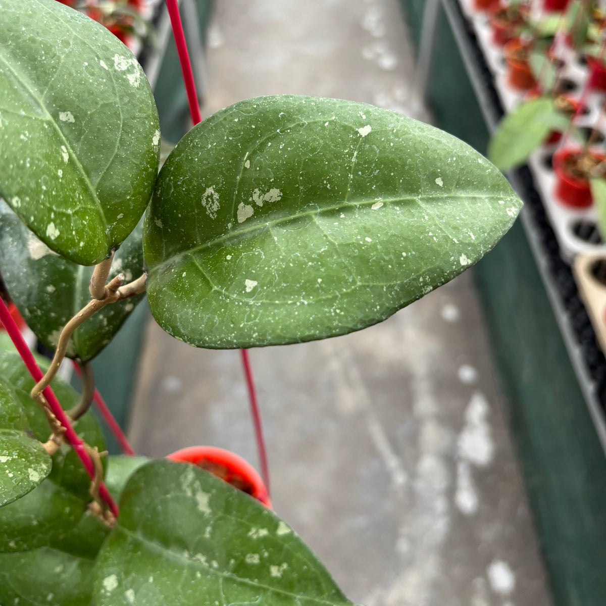 Hoya Bird of Paradise