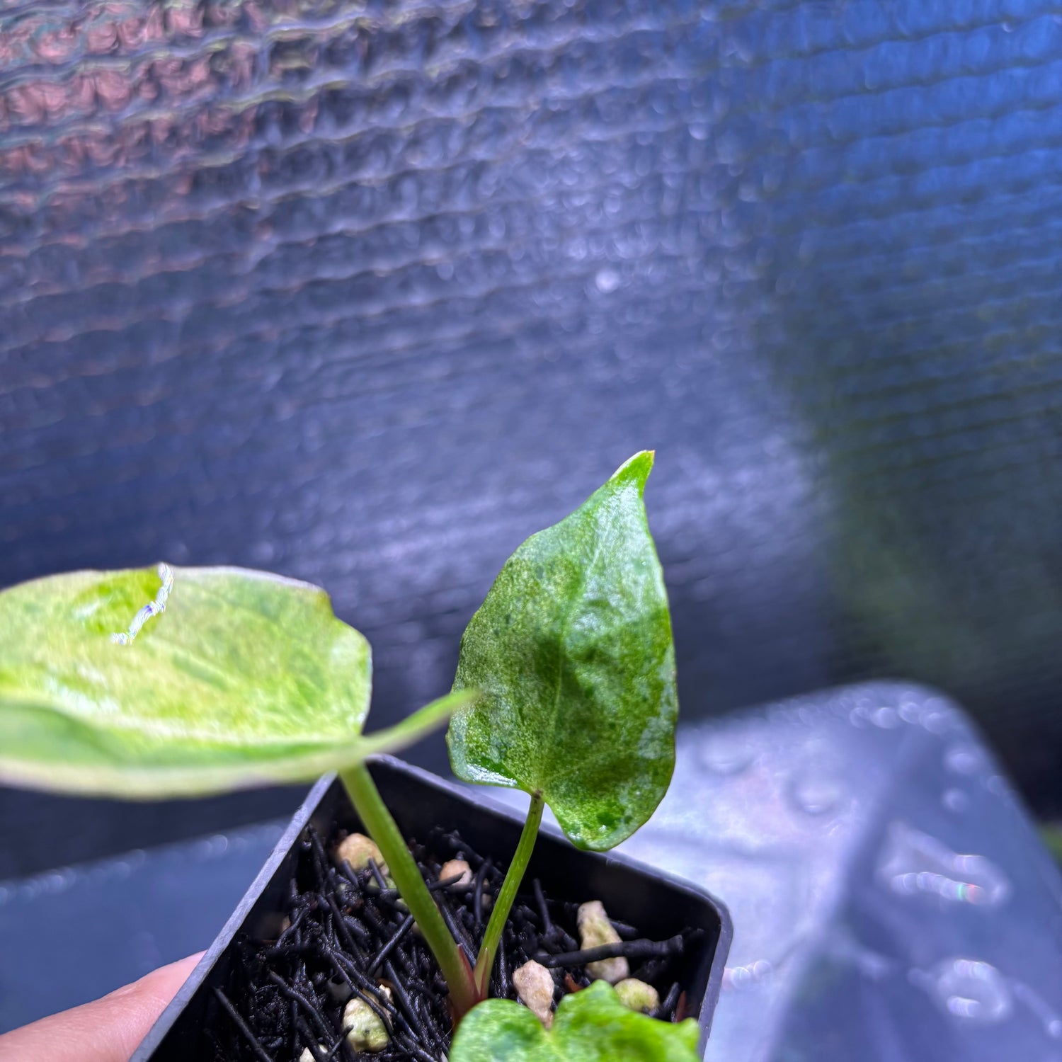 RP38-9 Anthurium Fortsherman x Darkphoenix Variegated