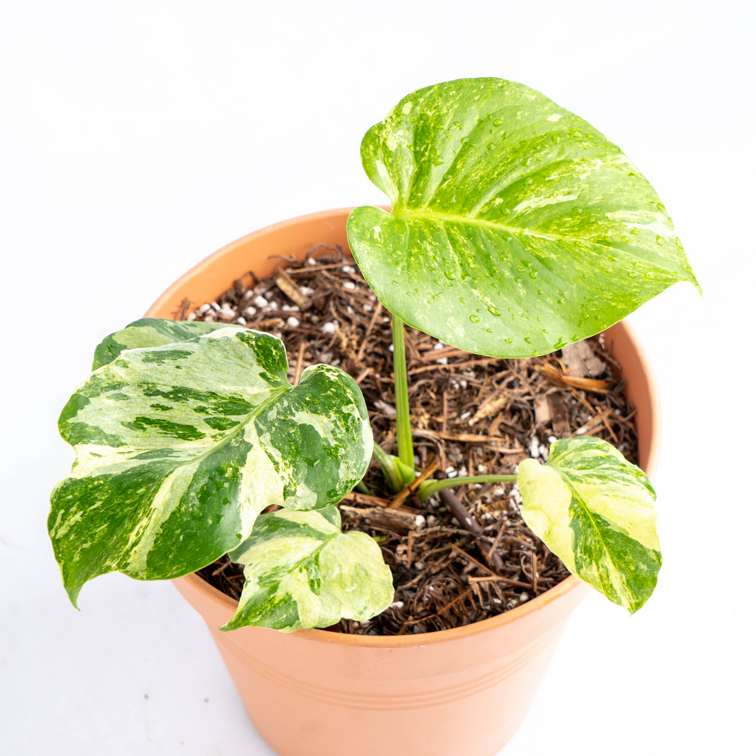 Online Plant Nursery – Greenspaces.id