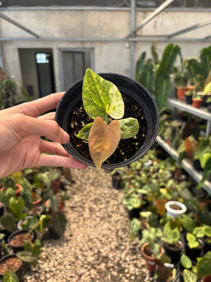 Anthurium Papillilaminum Variegated x Luxurians