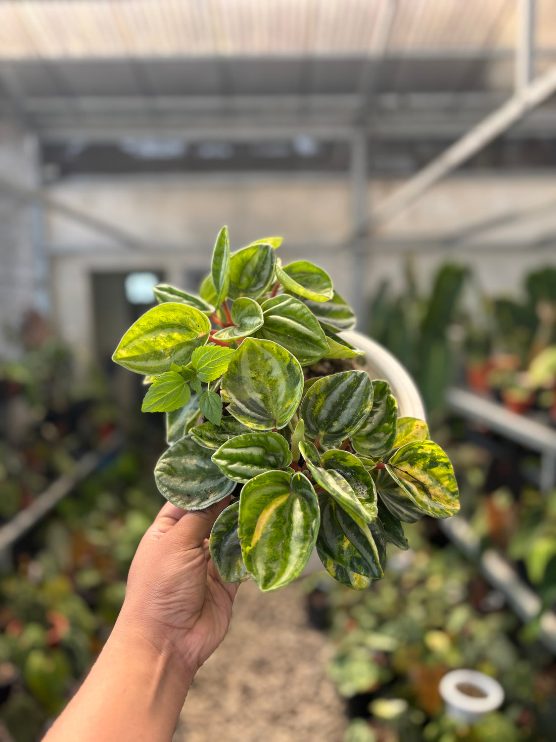 Peperomia Variegated