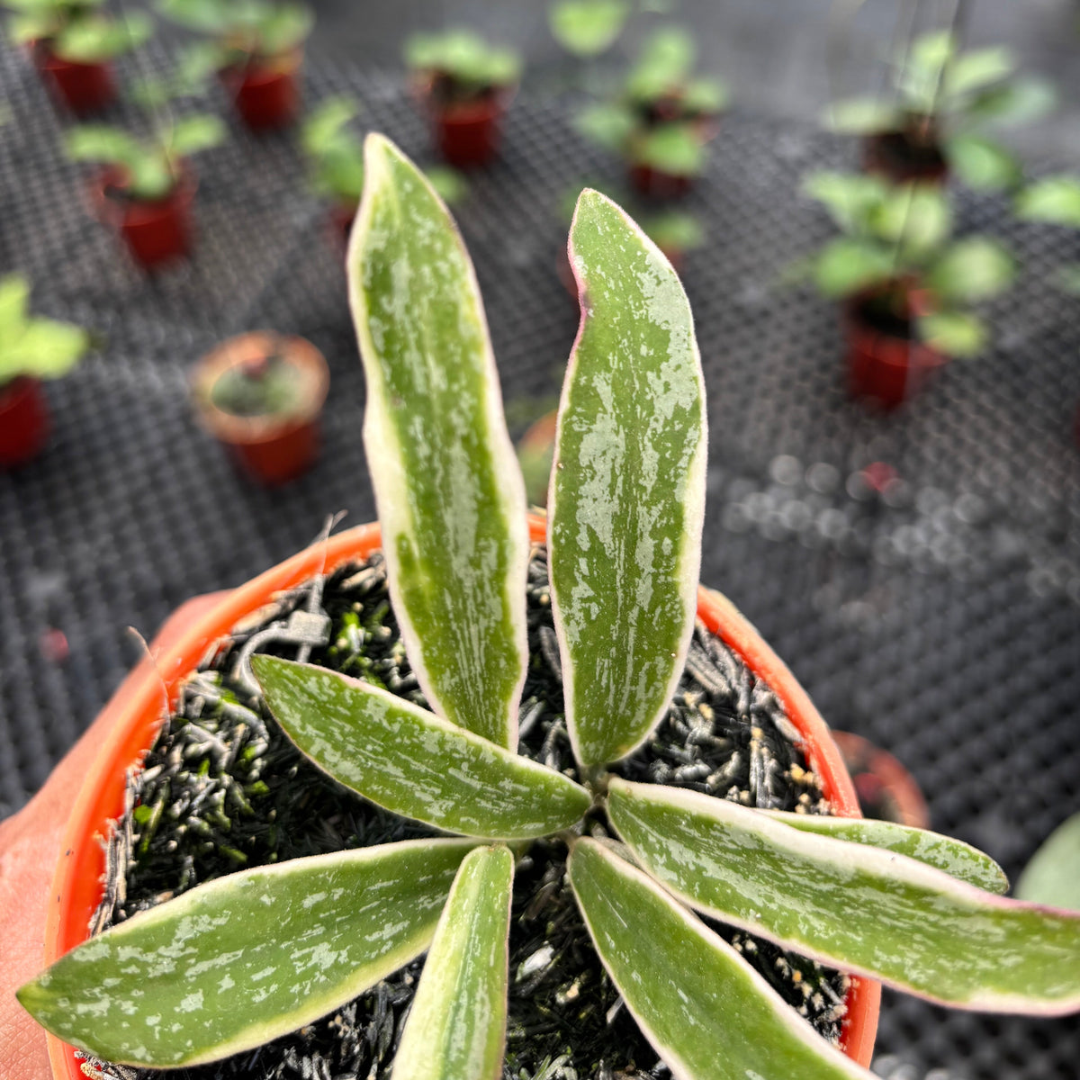 Hoya Sigillatis Albomarginata
