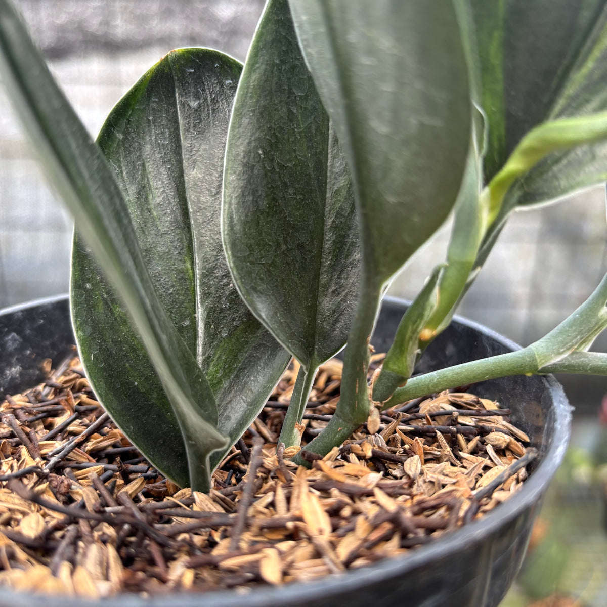 RP1-9 Scindapsus Treaubi Black Variegated