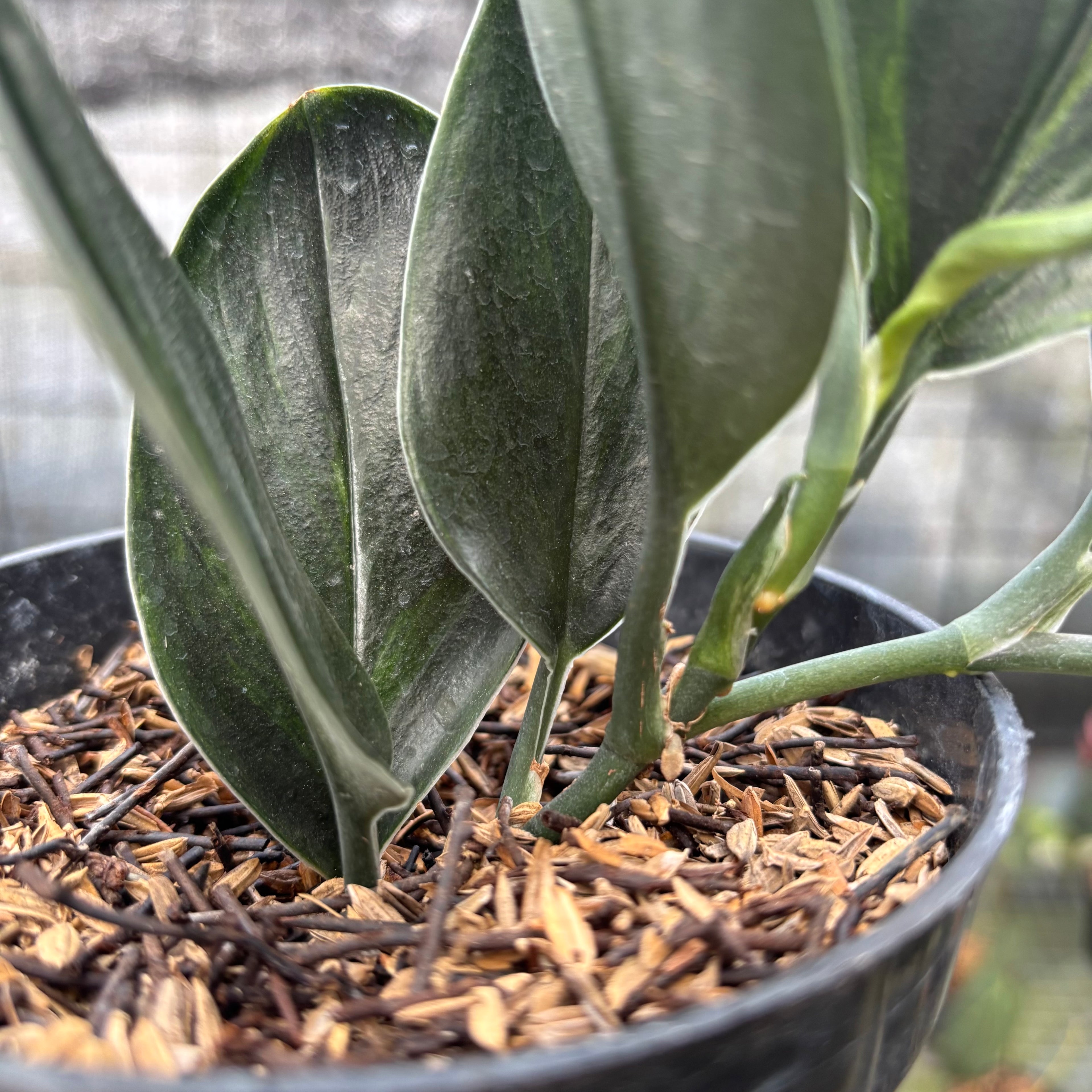 RP1-9 Scindapsus Treaubi Black Variegated