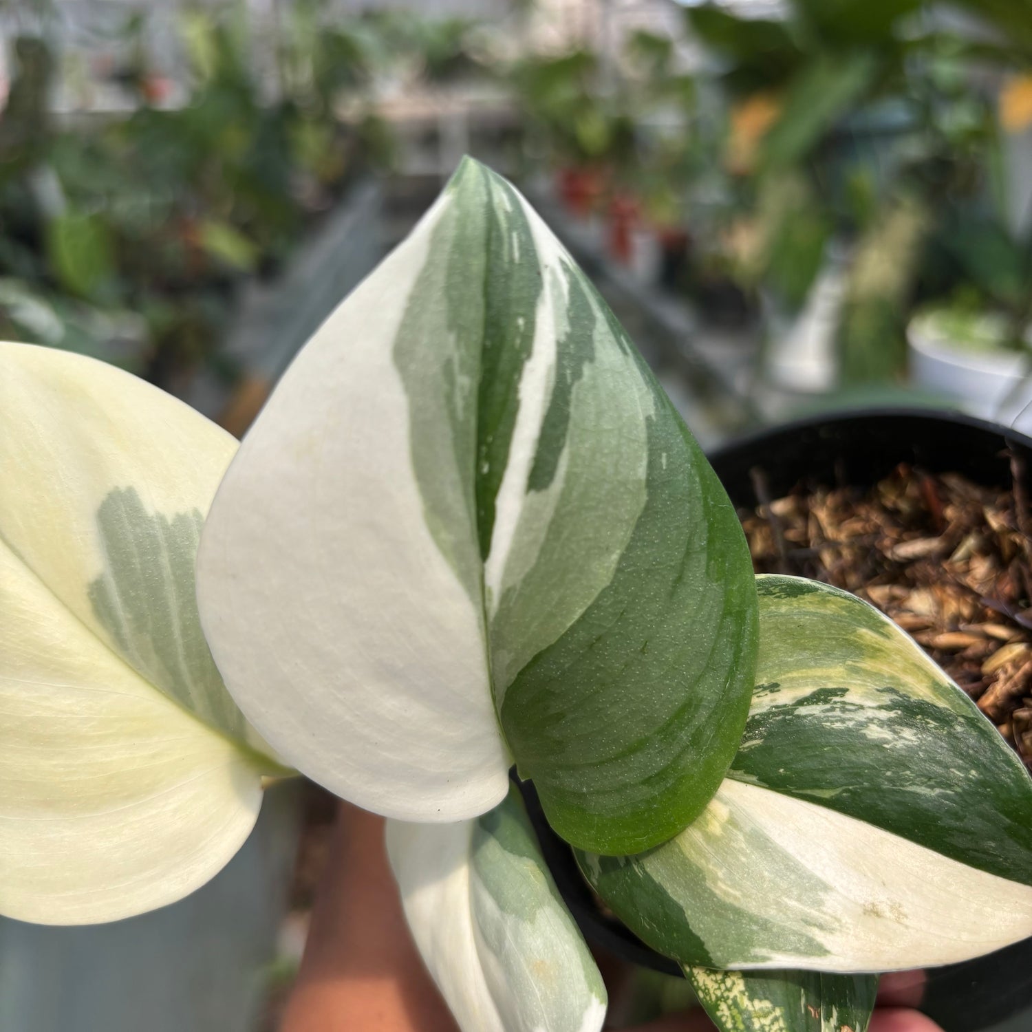 Scindapsus Moonlight Variegated