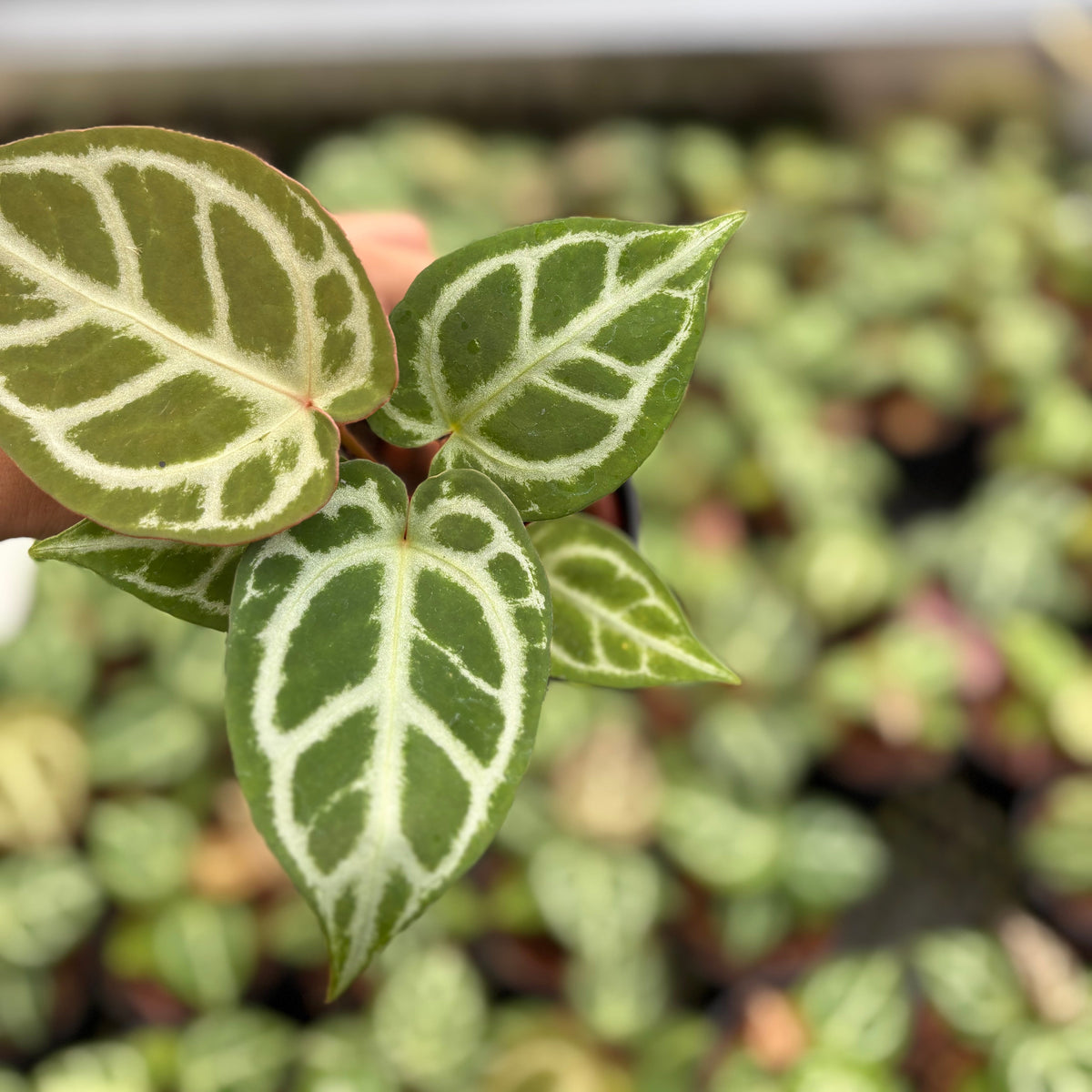 Anthurium Magnificum Silver x Red Crystallinum (HU)