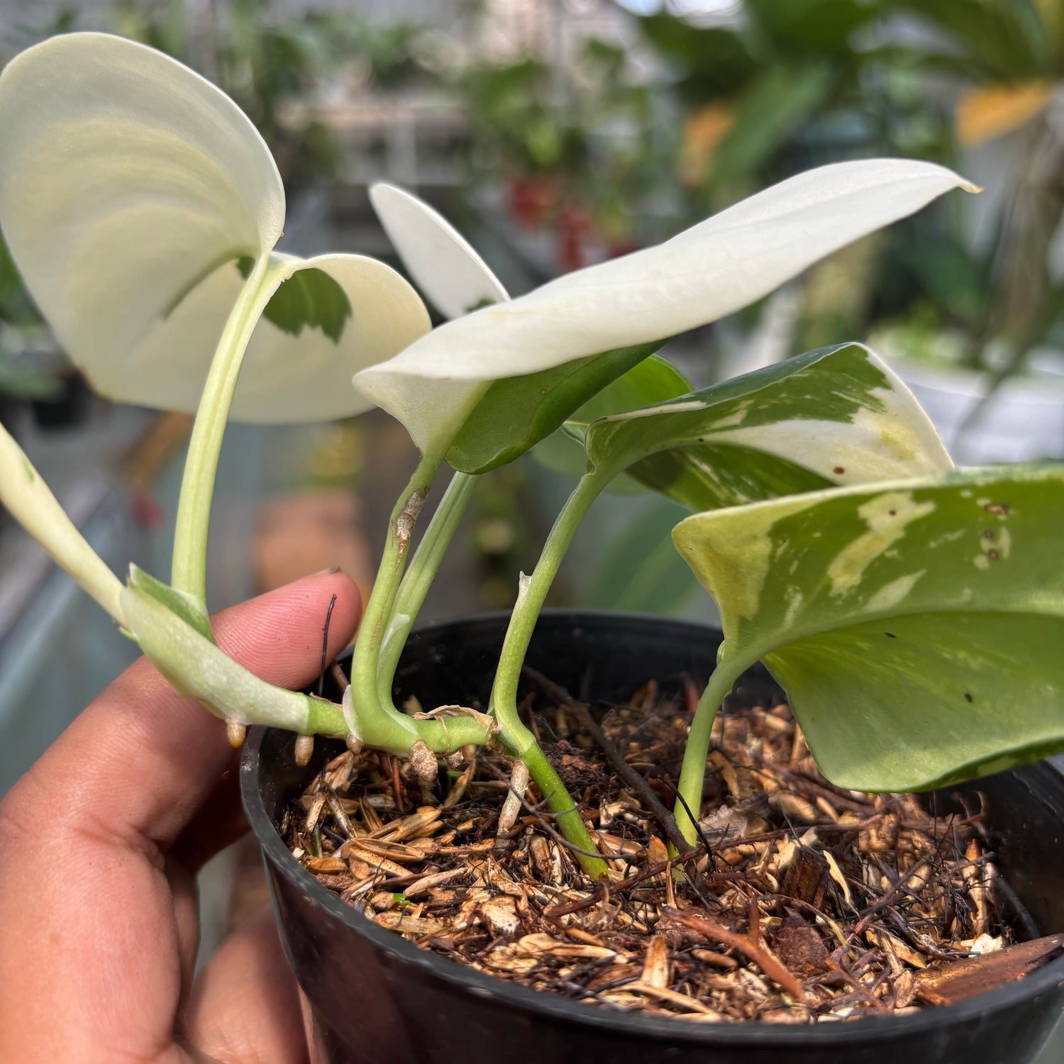 Scindapsus Moonlight Variegated