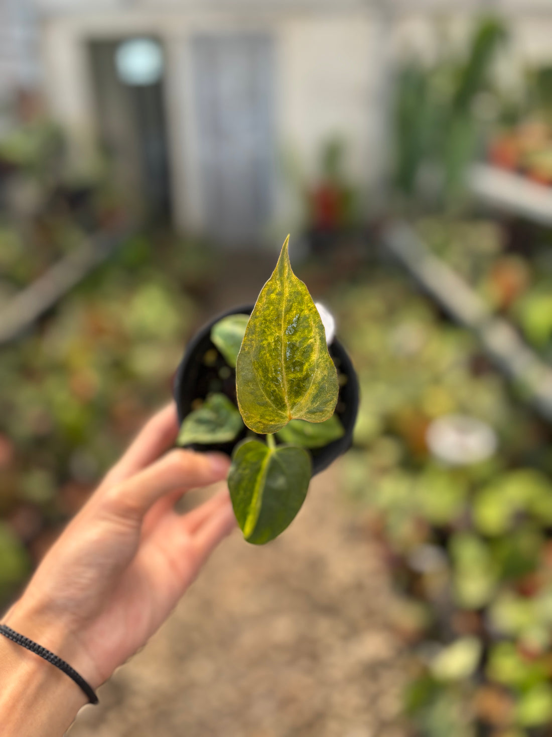 Anthurium Papillilaminum Variegated x Subsignatum