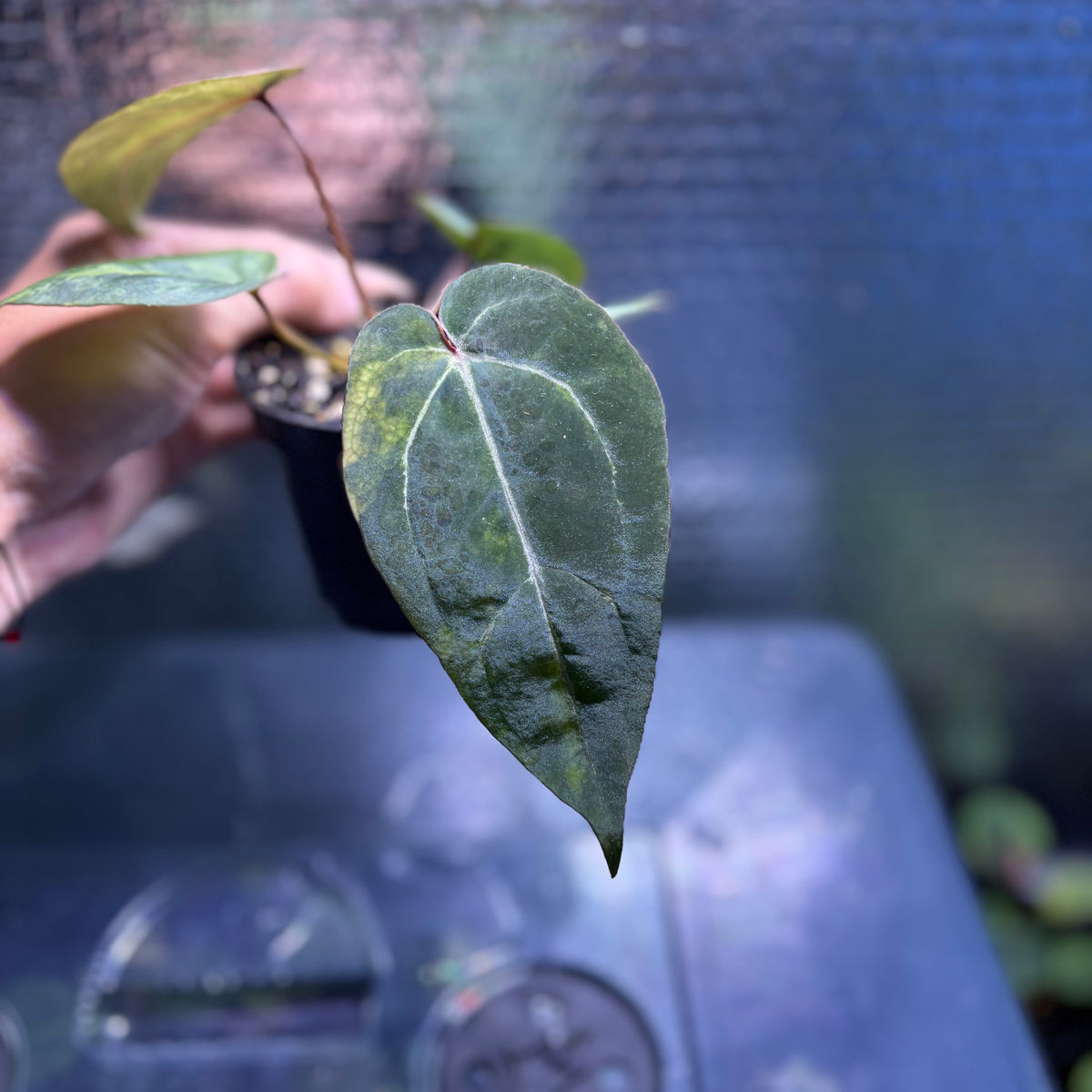 RP39-10	Anthurium Black Venom x Michelle Variegated