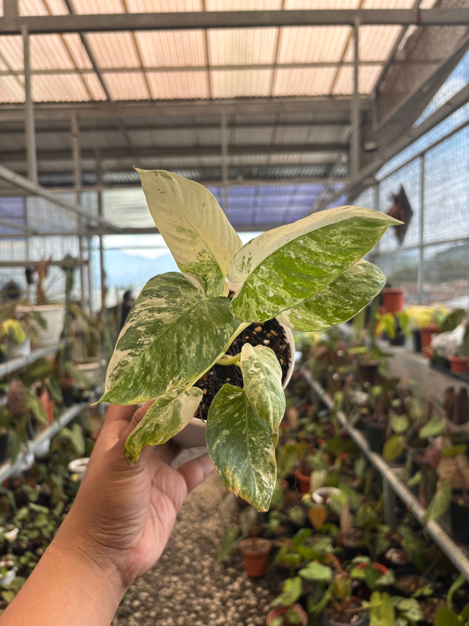 Homalomena sp Borneo Variegated