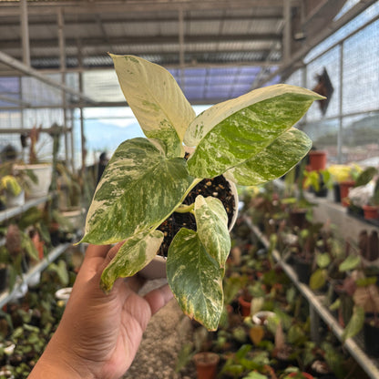 Homalomena sp Borneo Variegated