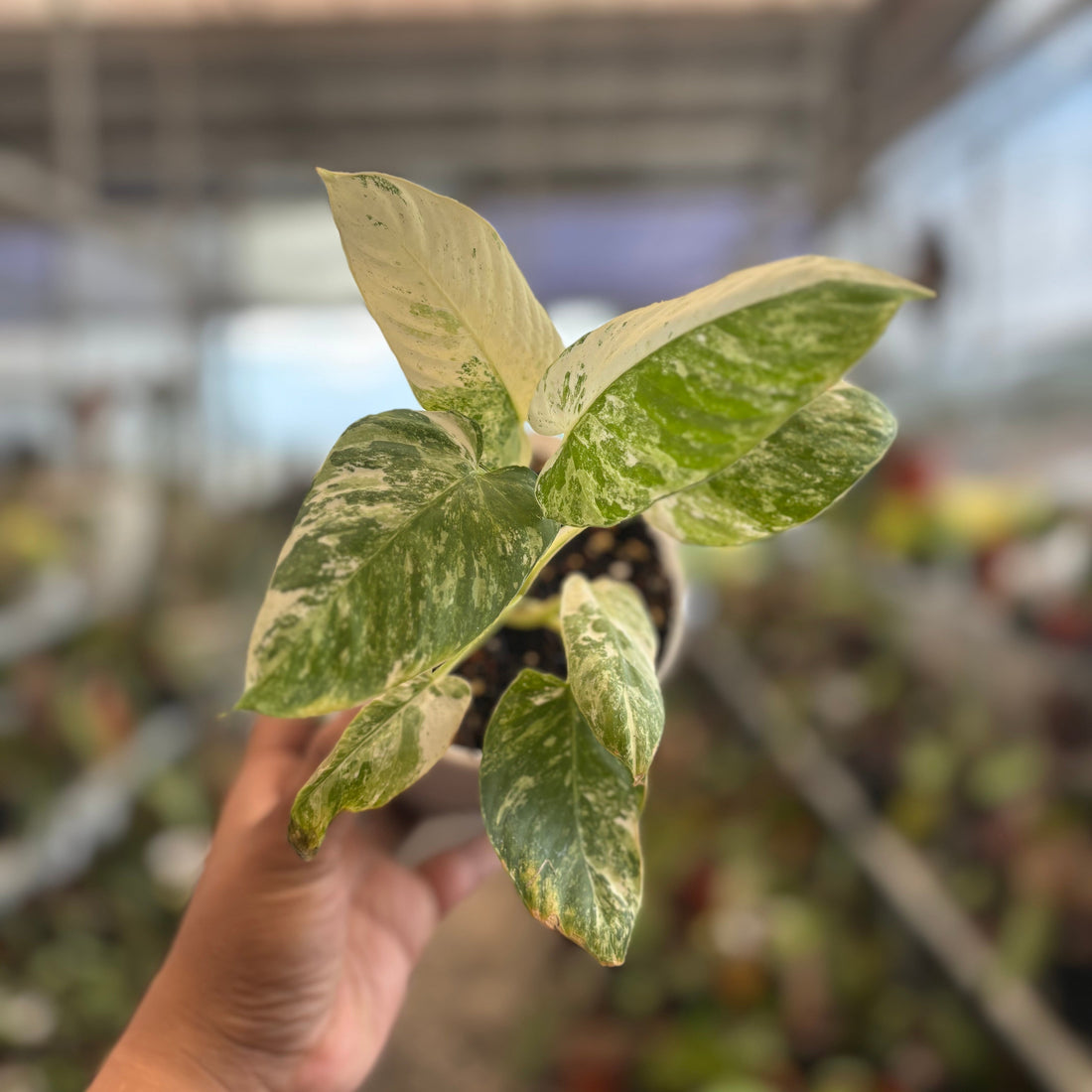 🎁 Homalomena sp Borneo Variegated (100% off)