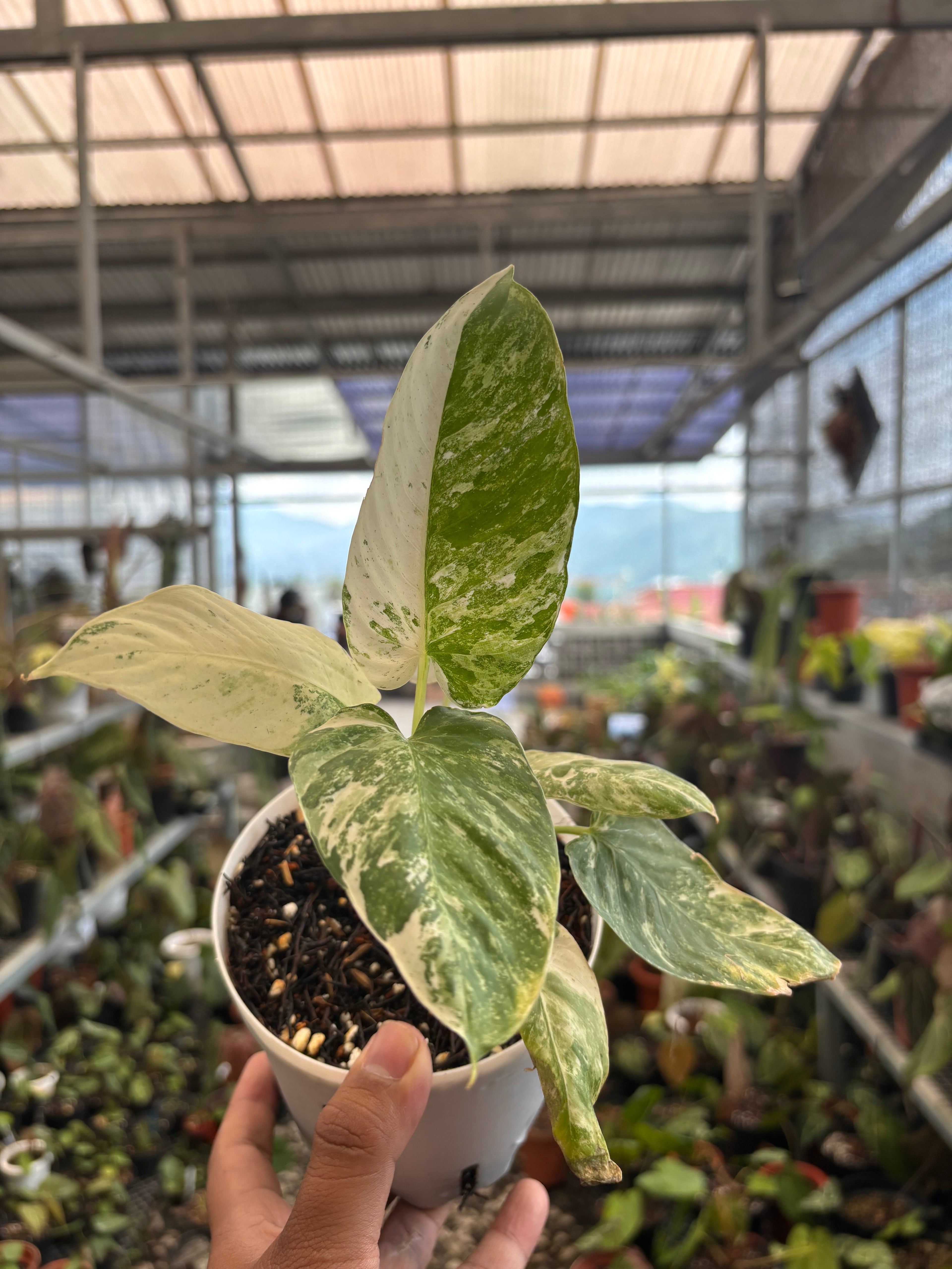 Homalomena sp Borneo Variegated