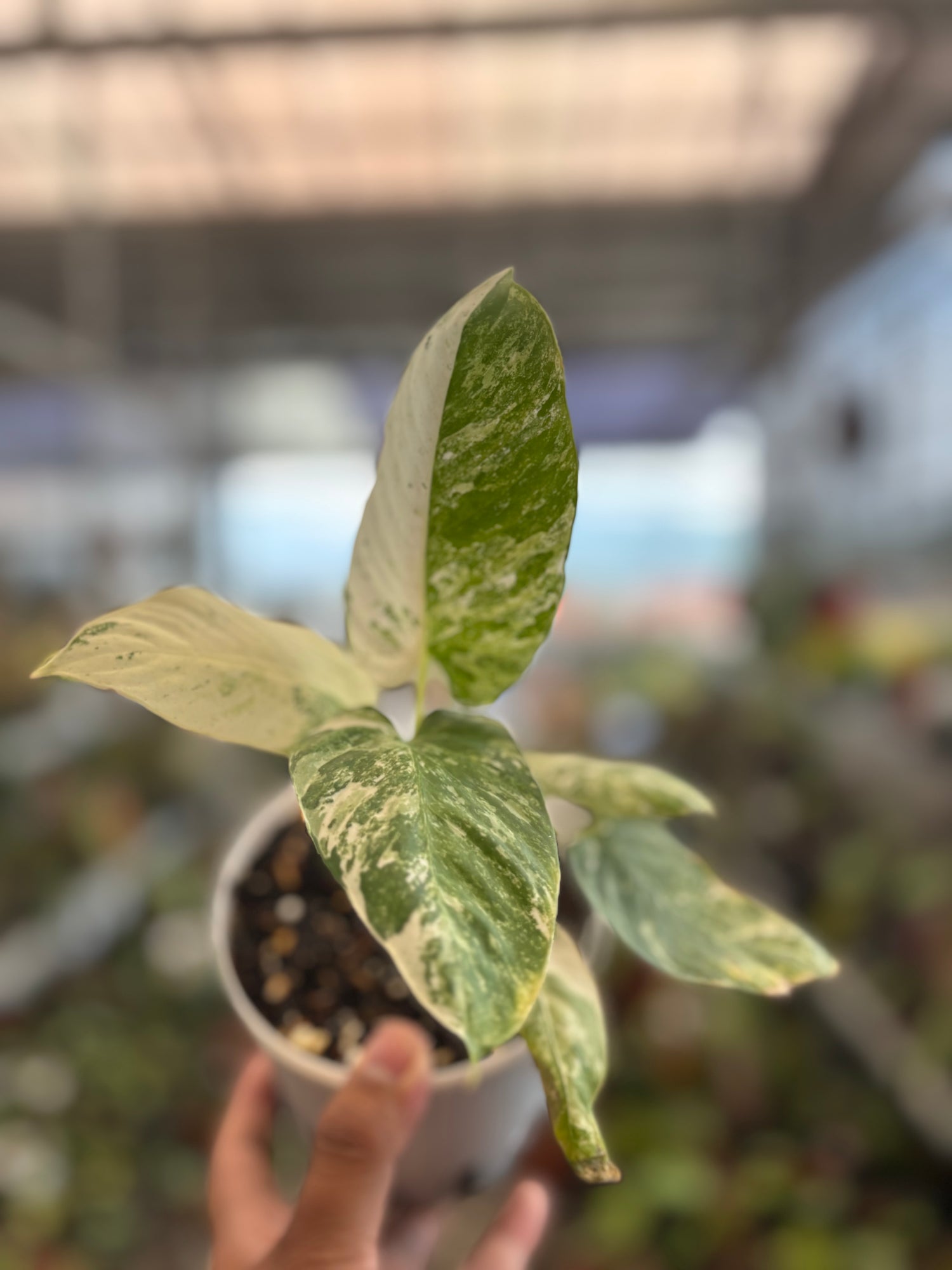 Homalomena sp Borneo Variegated