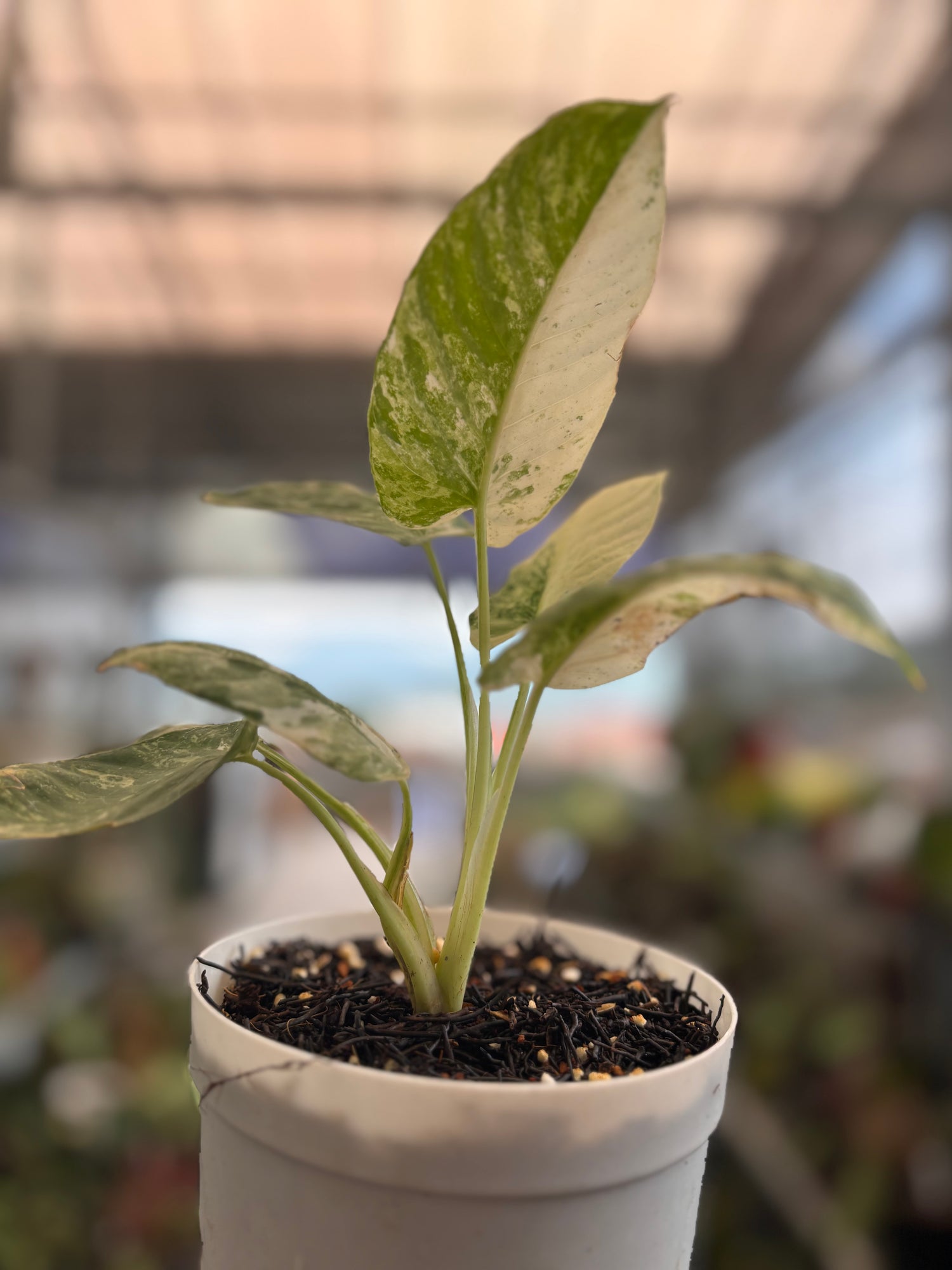 Homalomena sp Borneo Variegated