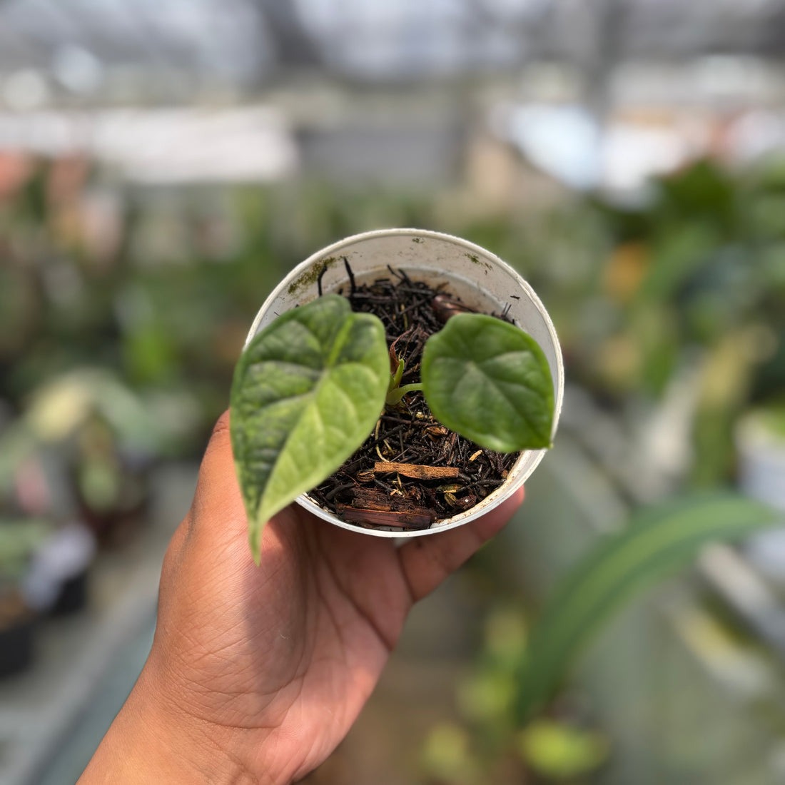 Alocasia Dragon Scale Variegated